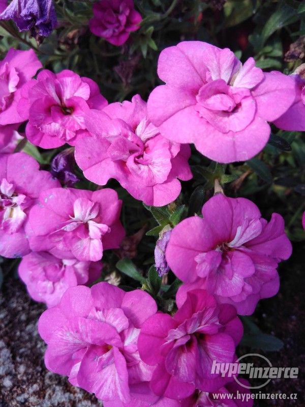 Zahradnictví Valinová Cham..Double Pink Yellow - foto 4