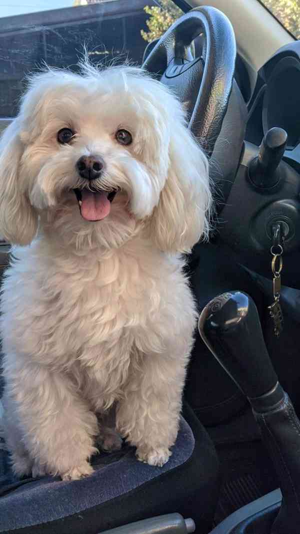 Nieuwe Havanese pups zijn klaar om naar hun nieuwe thuis te  - foto 4