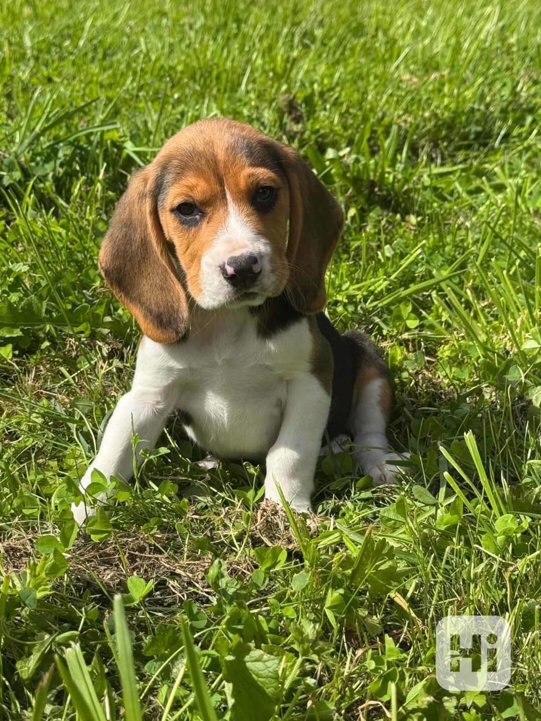 Bígl holky - foto 1