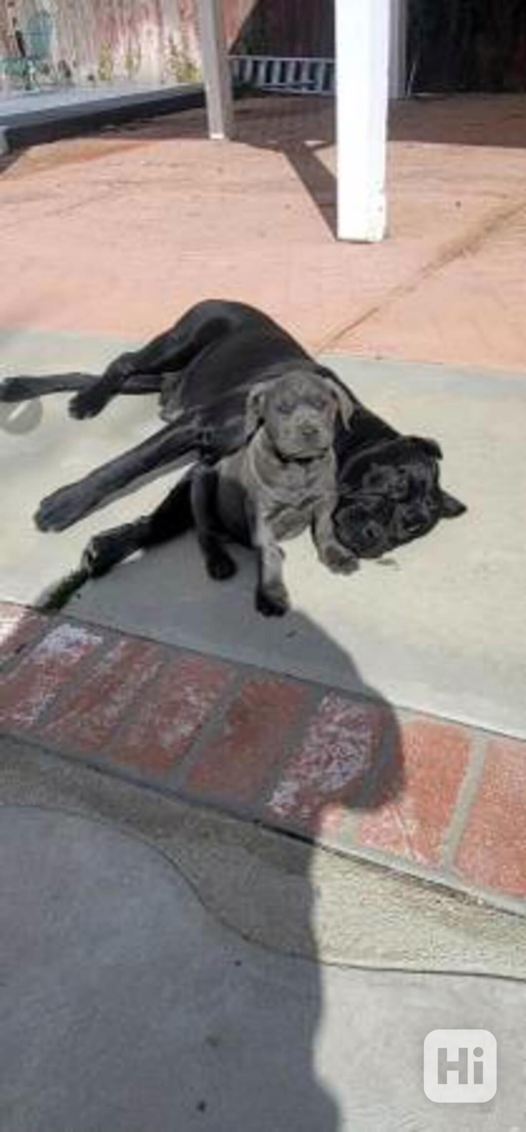 Prekrasni Cane Corso štenci spremni za udomljavanje. - foto 1