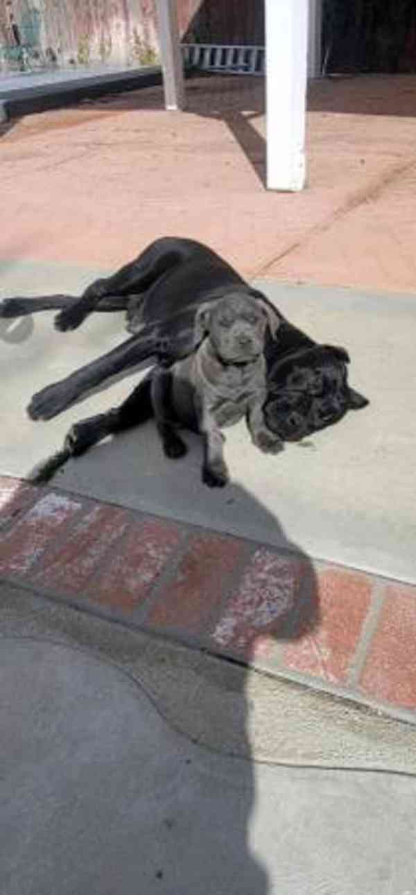 Prekrasni Cane Corso štenci spremni za udomljavanje. - foto 2