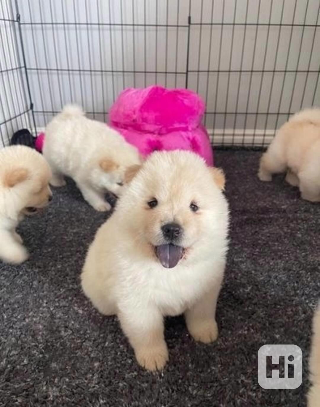 Dvě krásná štěňata čau-čau jsou k dispozici - foto 1