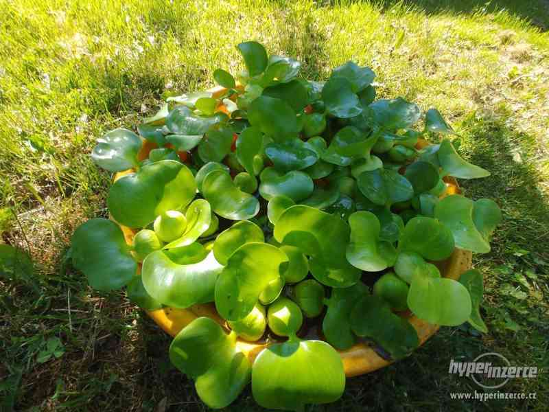 vodní plovoucí rostliny- hyacint,pistia,limnobium spongium - foto 1