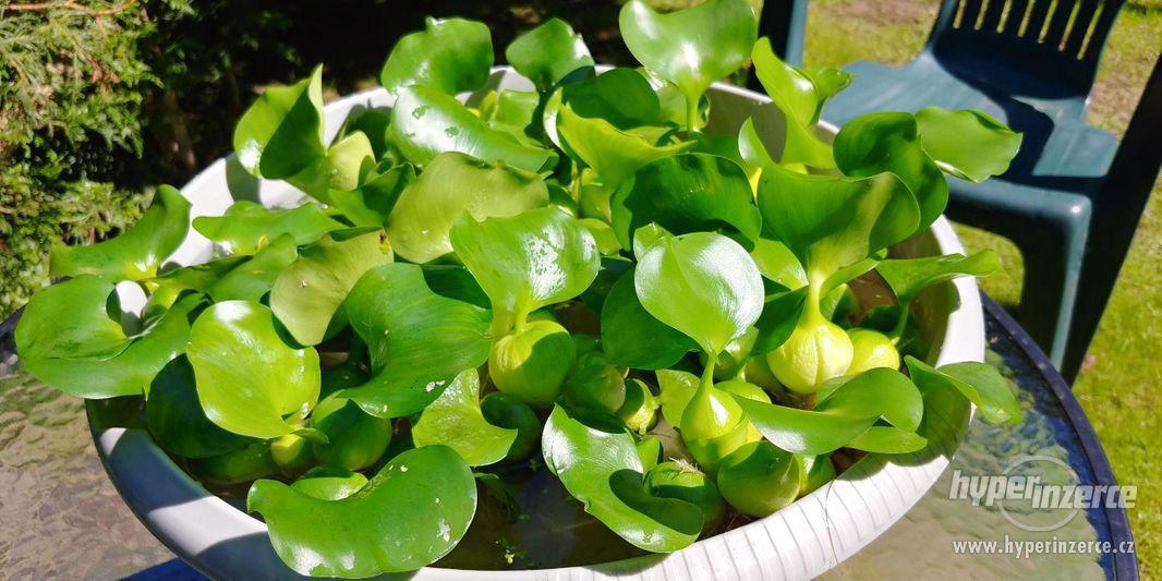 vodní plovoucí rostliny- hyacint,pistia,limnobium spongium - foto 3
