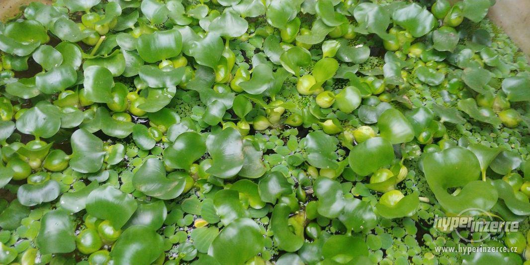 vodní plovoucí rostliny- hyacint,pistia,limnobium spongium - foto 4