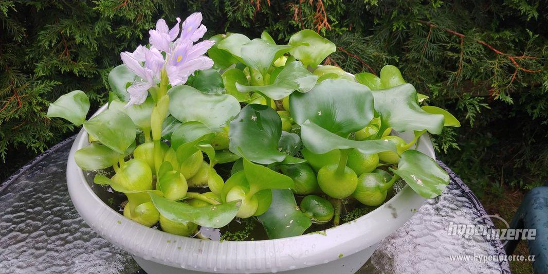vodní plovoucí rostliny- hyacint,pistia,limnobium spongium - foto 5