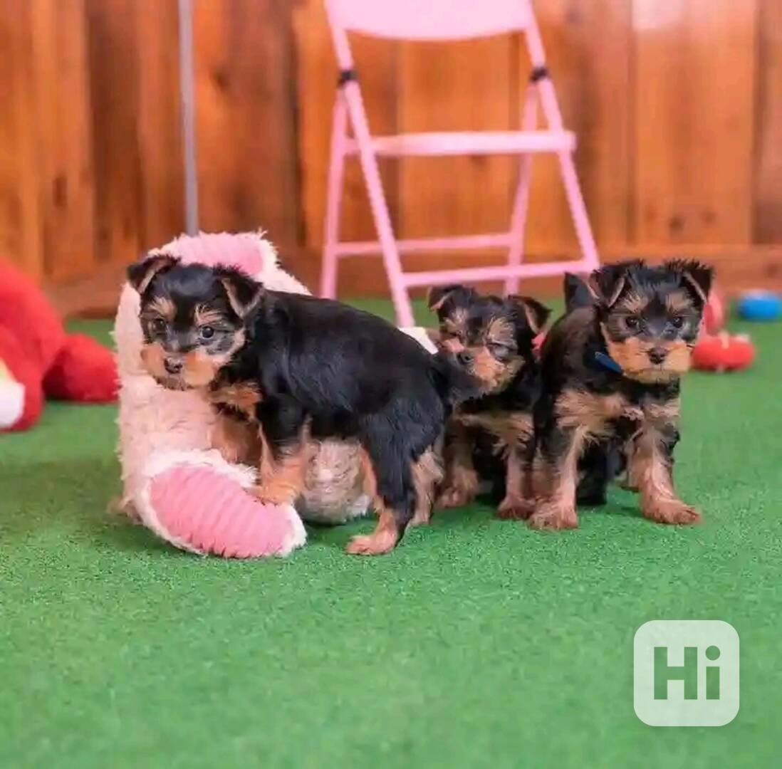 Yorkie  - foto 1