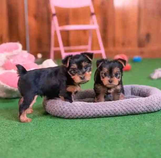 Yorkie  - foto 4