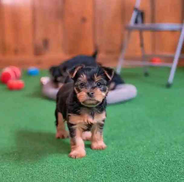 Yorkie  - foto 2