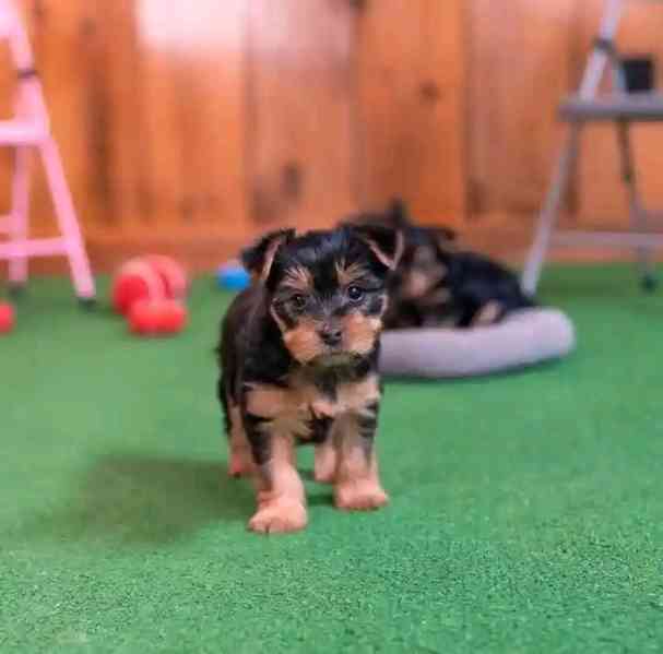 Yorkie  - foto 3