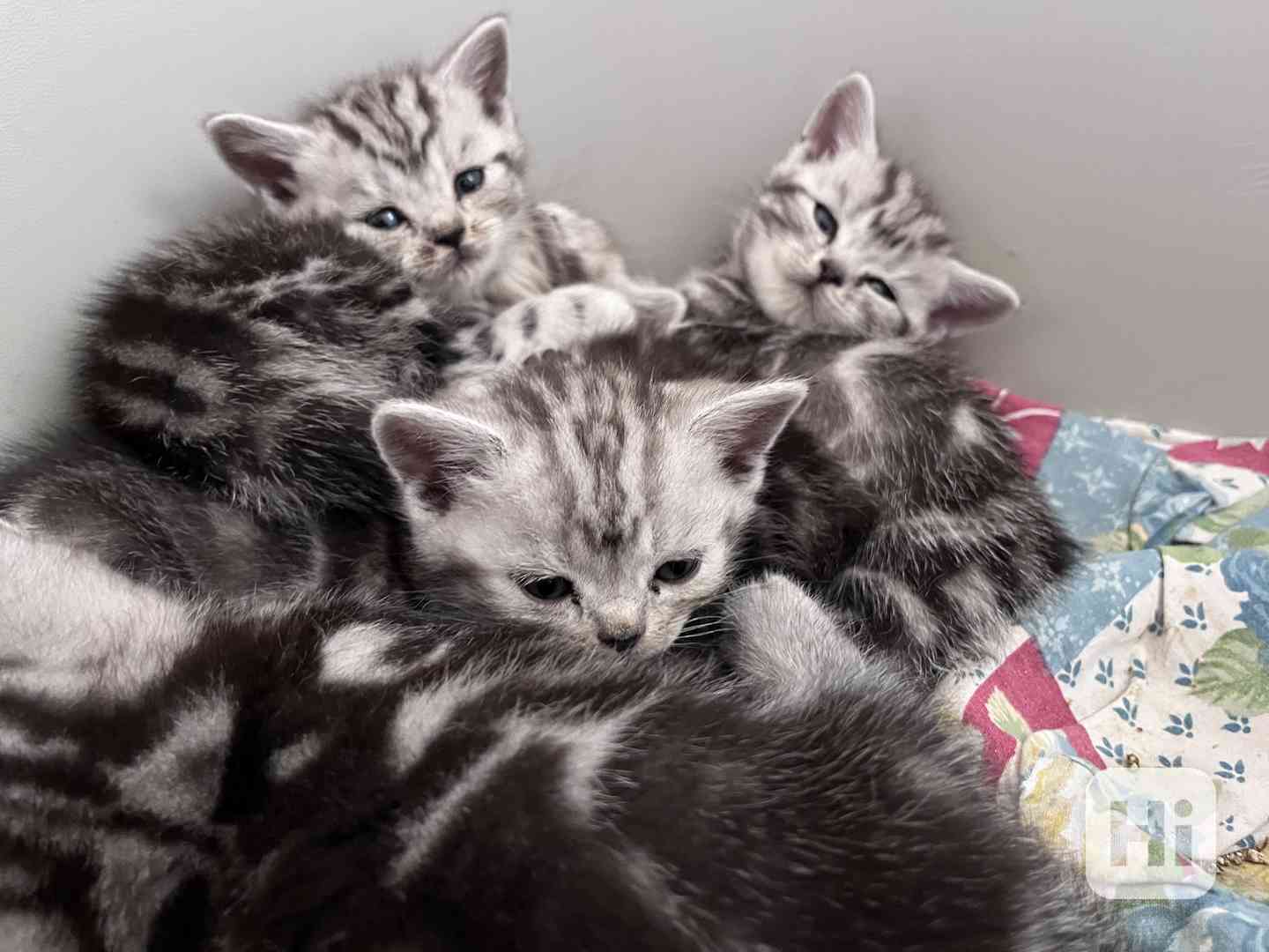 Whiskas Koťátka bez PP - foto 1