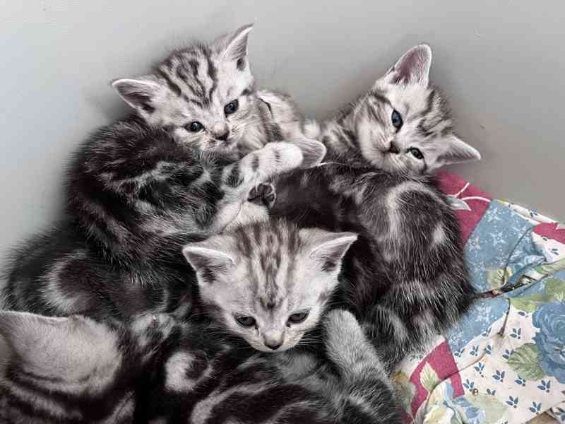 Whiskas Koťátka bez PP - foto 3