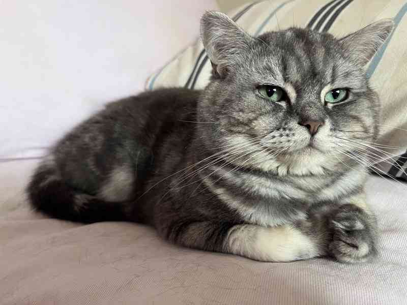 Whiskas Koťátka bez PP - foto 5