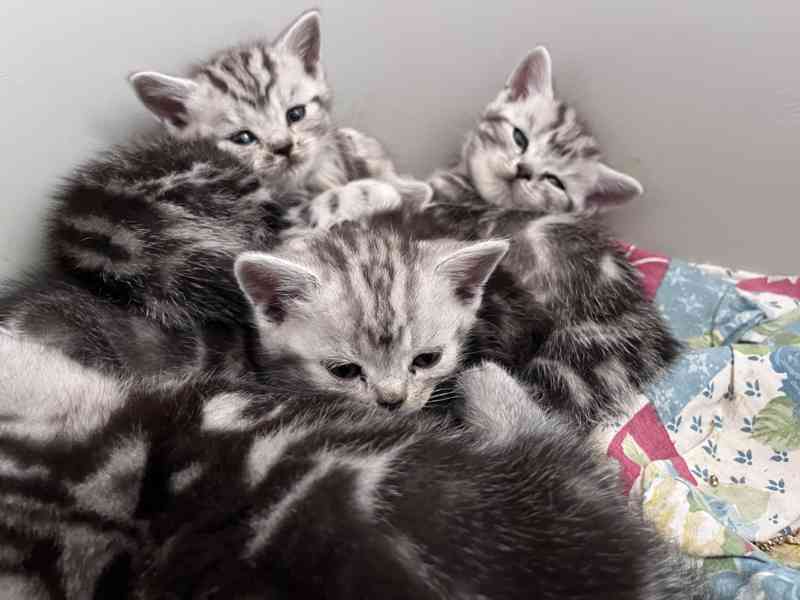 Whiskas Koťátka bez PP - foto 1