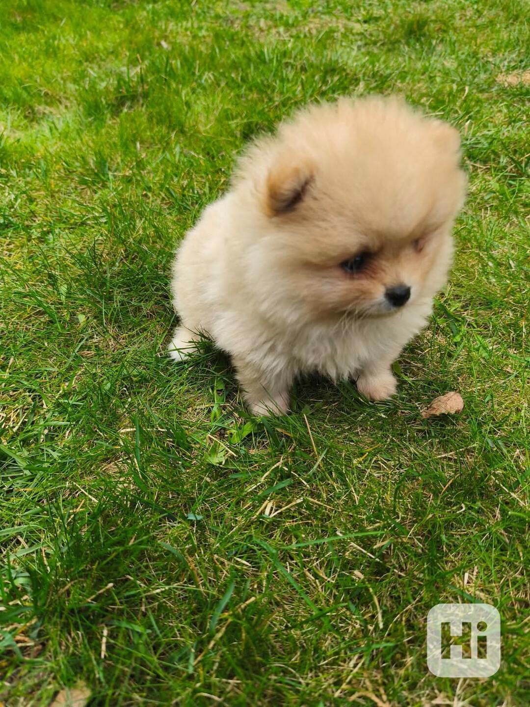 Pomeranian kluci - foto 1