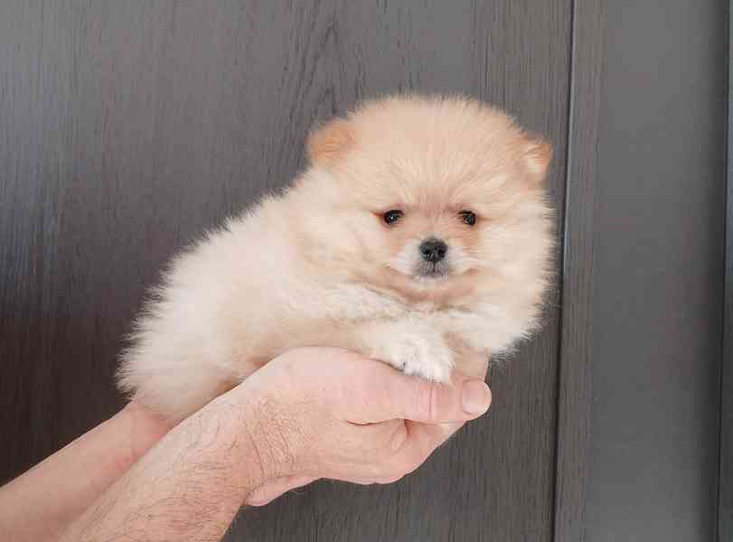 Pomeranian kluci - foto 2