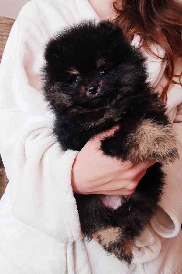 Pomeranian kluci - foto 3