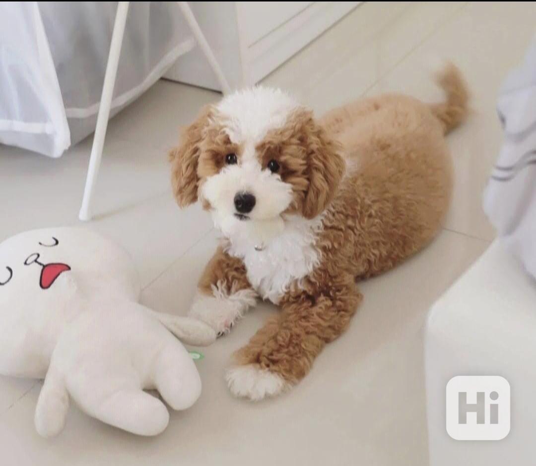 Štěňata pudla hledají domov. - foto 1