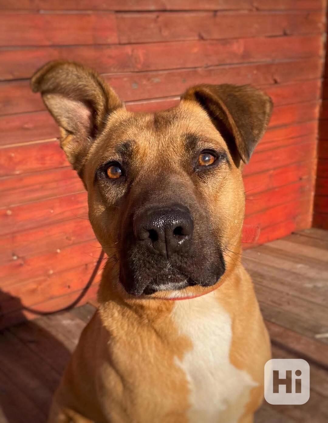 MOLLY - kastrovaná fenečka 6 let  - foto 1