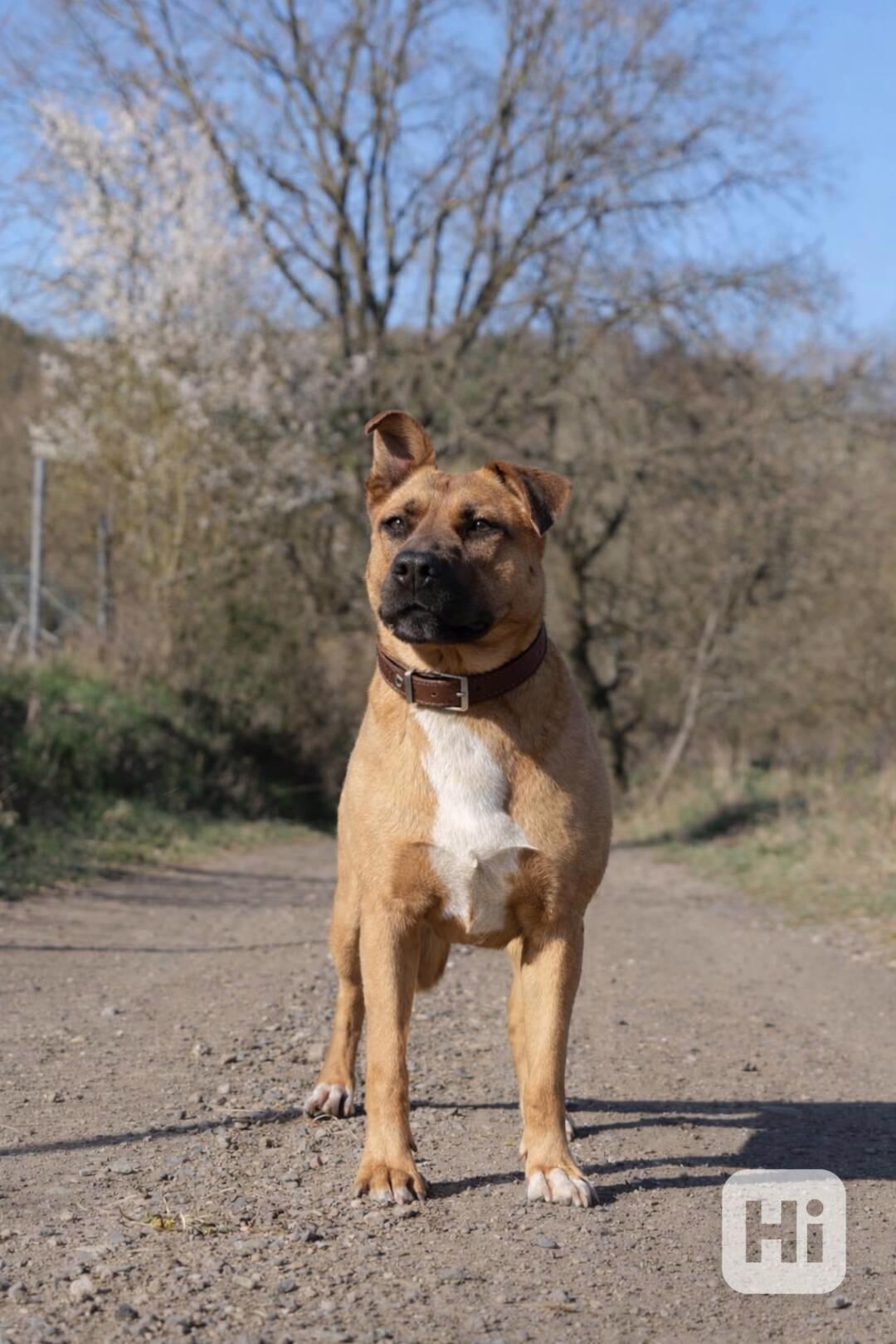 MOLLY - kastrovaná fenečka 6 let  - foto 1