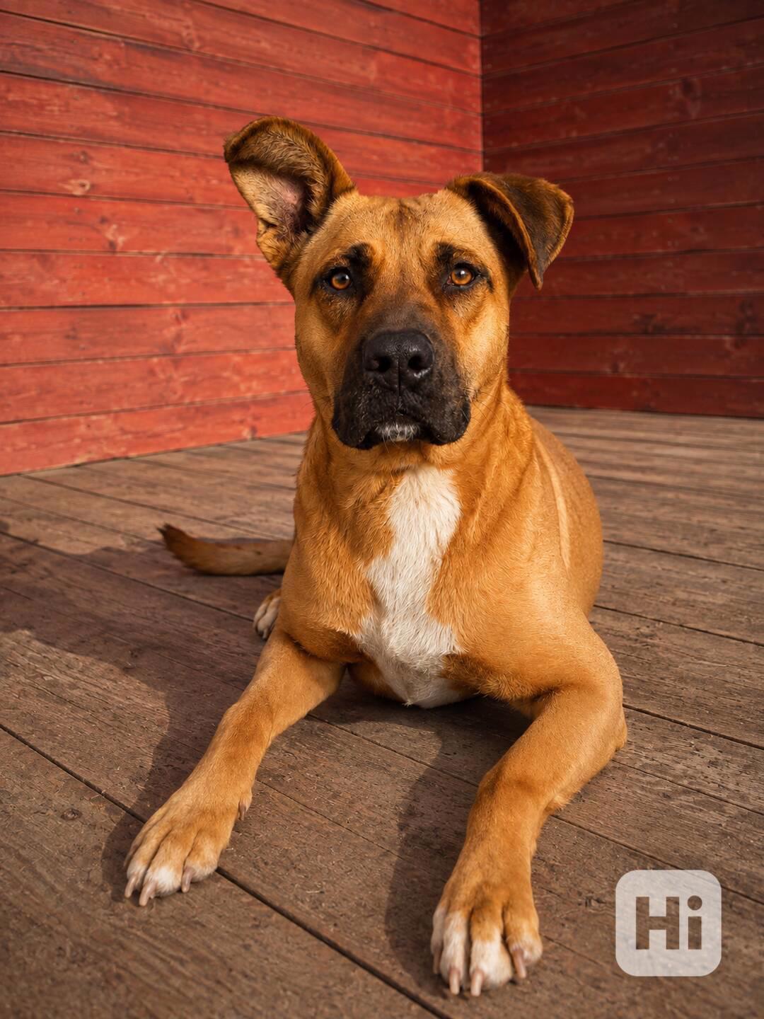 MOLLY - kastrovaná fenečka 6 let  - foto 1