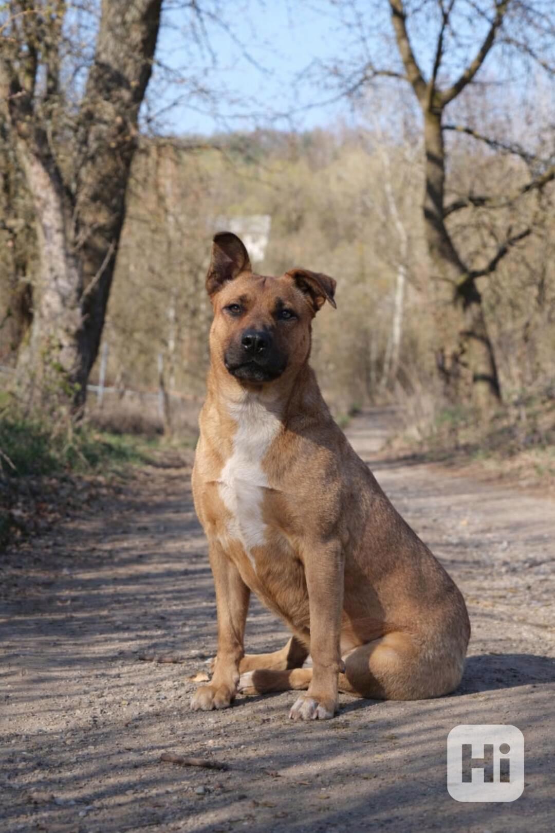 MOLLY - kastrovaná fenečka 6 let  - foto 1