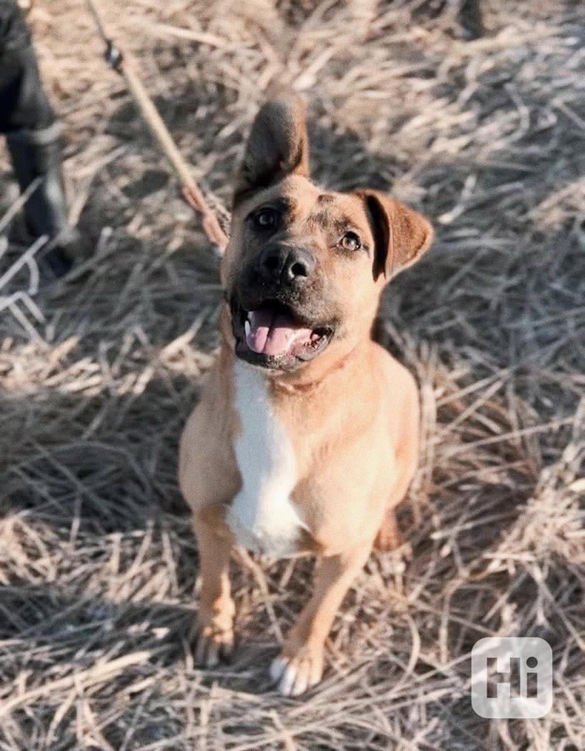 MOLLY - kastrovaná fenečka 6 let  - foto 1