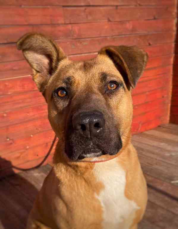 MOLLY - kastrovaná fenečka 6 let  - foto 1