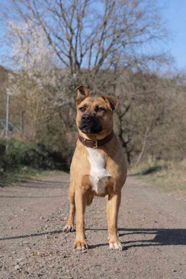 MOLLY - kastrovaná fenečka 6 let  - foto 3