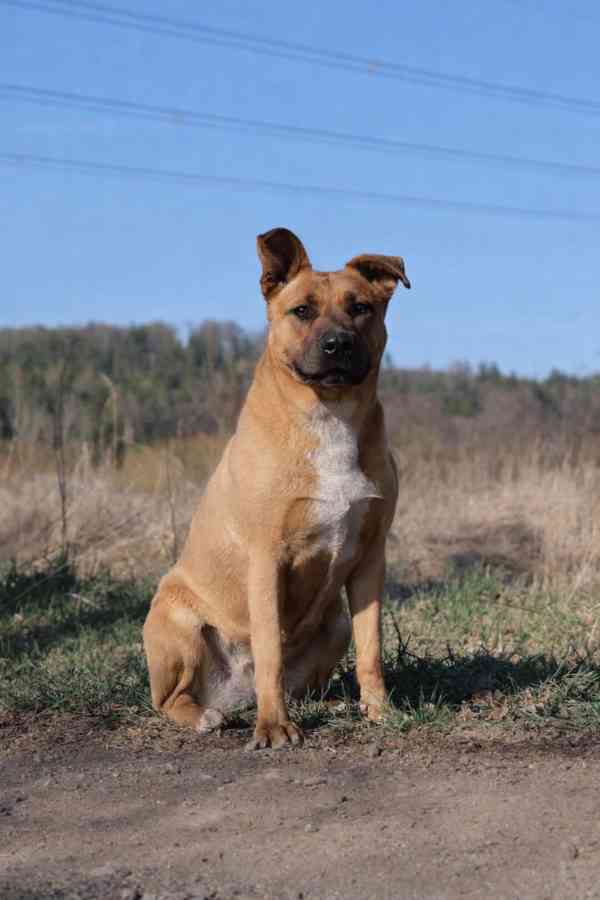 MOLLY - kastrovaná fenečka 6 let  - foto 4