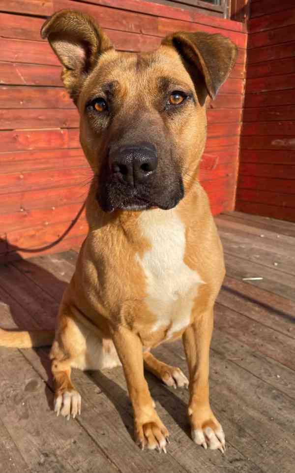 MOLLY - kastrovaná fenečka 6 let  - foto 4