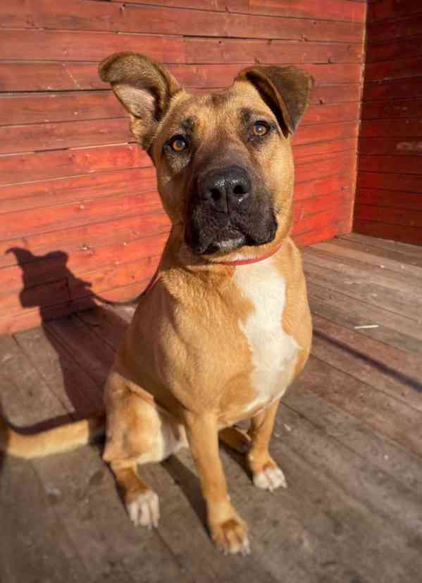 MOLLY - kastrovaná fenečka 6 let  - foto 3