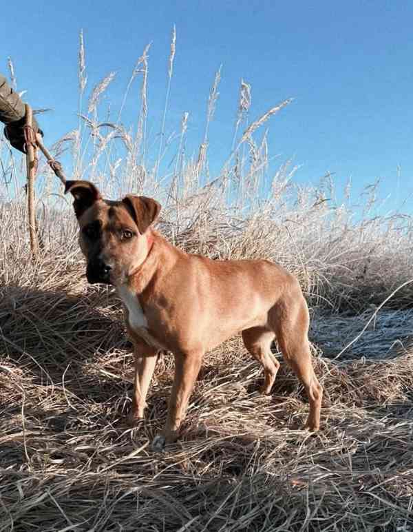 MOLLY - kastrovaná fenečka 6 let  - foto 3