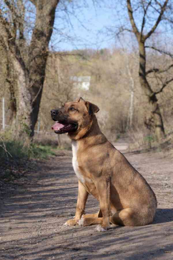 MOLLY - kastrovaná fenečka 6 let  - foto 2