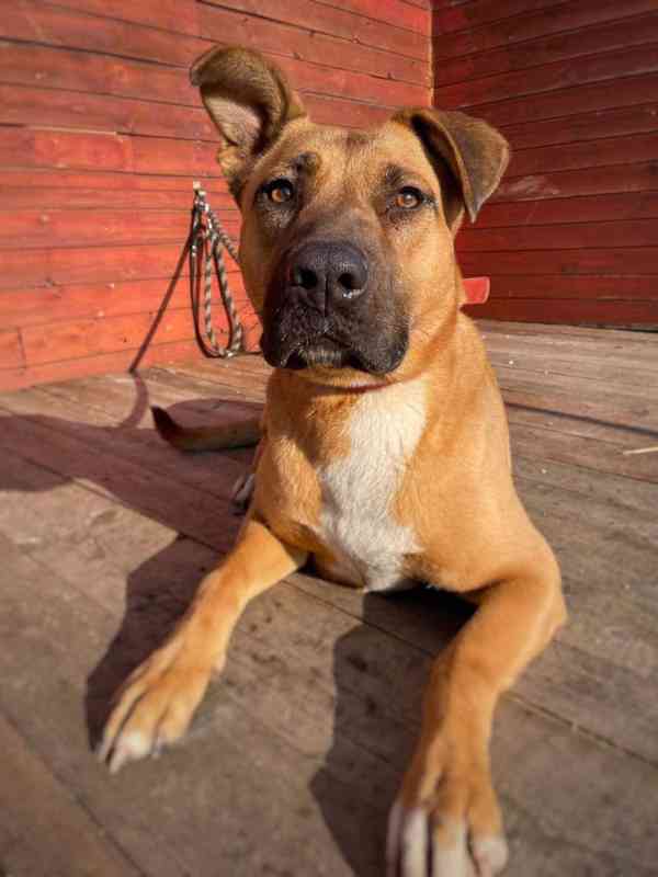 MOLLY - kastrovaná fenečka 6 let  - foto 2