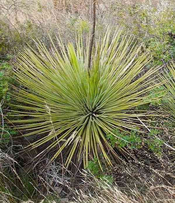 Agave striata subsp. falcata - semena