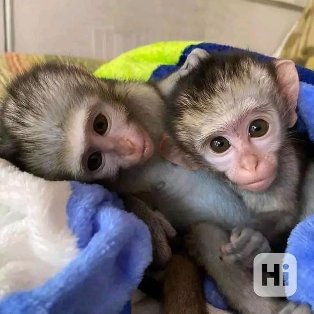  Hezká mláďata kapucínských opice  - foto 1