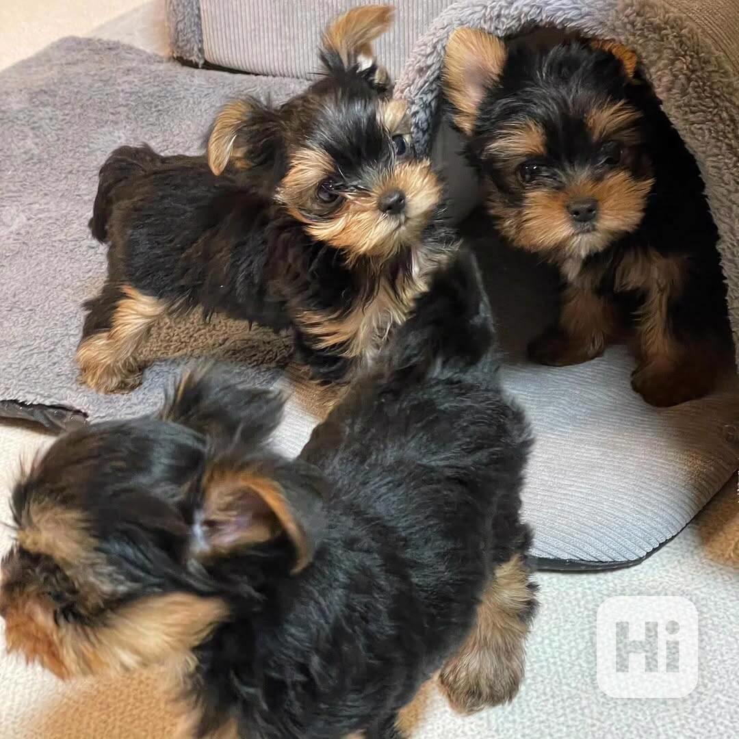Yorkie puppies available for adoption  - foto 1