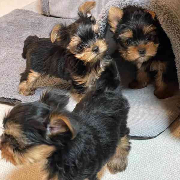 Yorkie puppies available for adoption  - foto 1