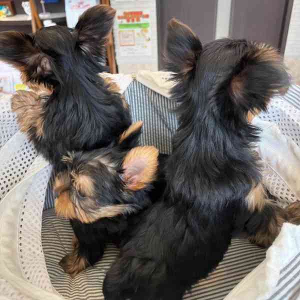 Yorkie puppies available for adoption  - foto 2