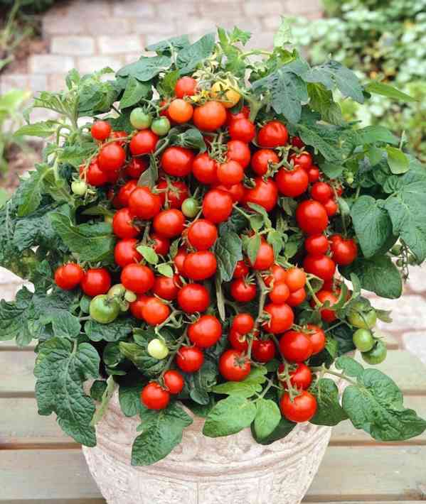 semena rajče truhlíkové Bajaja - foto 1