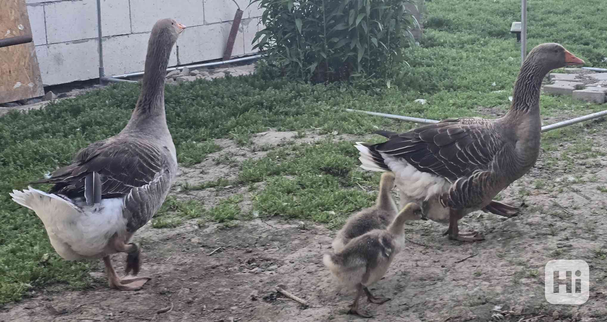 housata husa landeská - foto 1