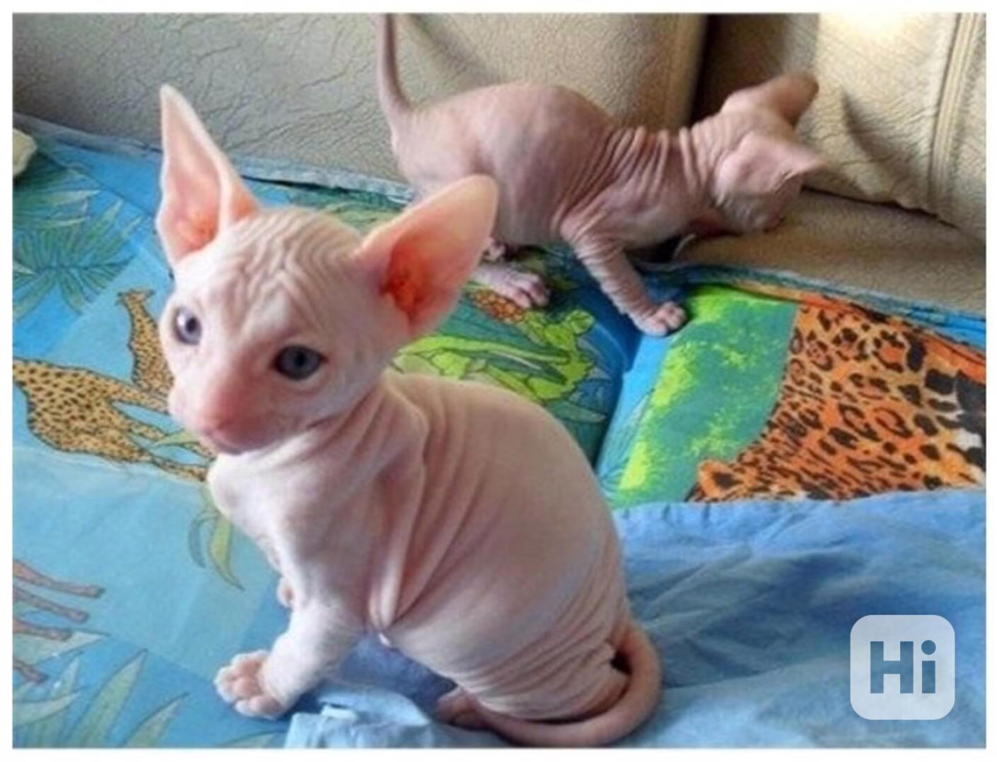 Krásné kotě sphynxe s pp - foto 1