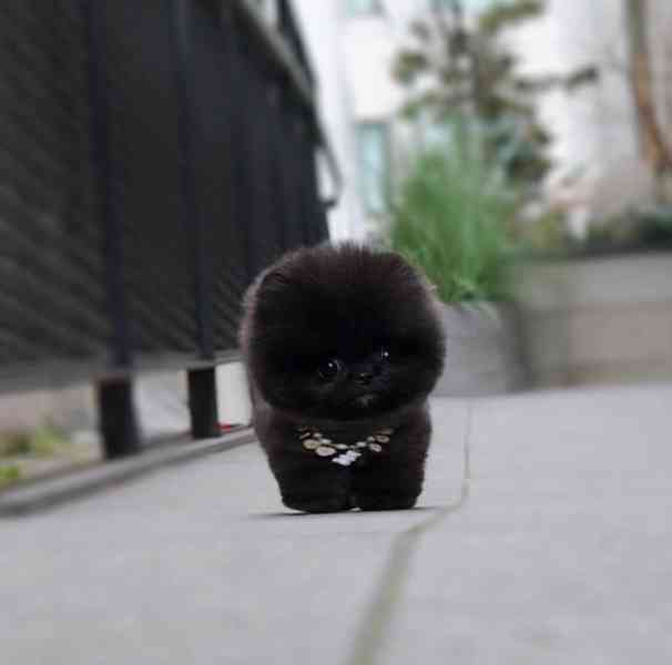 Teacup Pomeranian puppy 