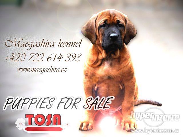 Tosa Inu - štěňátka z linie Světových vítězů - foto 1