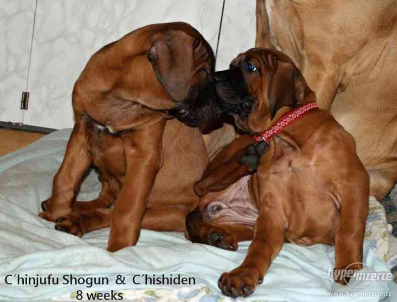 Tosa Inu - štěňátka z linie Světových vítězů - foto 2