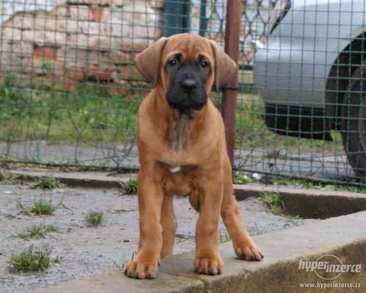 Tosa Inu - štěňátka z linie Světových vítězů - foto 3