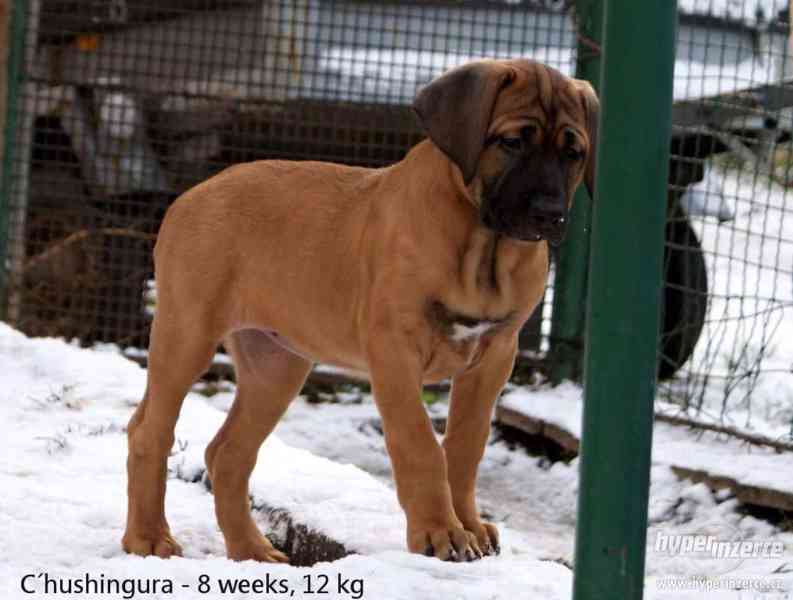 Tosa Inu - štěňátka z linie Světových vítězů - foto 5