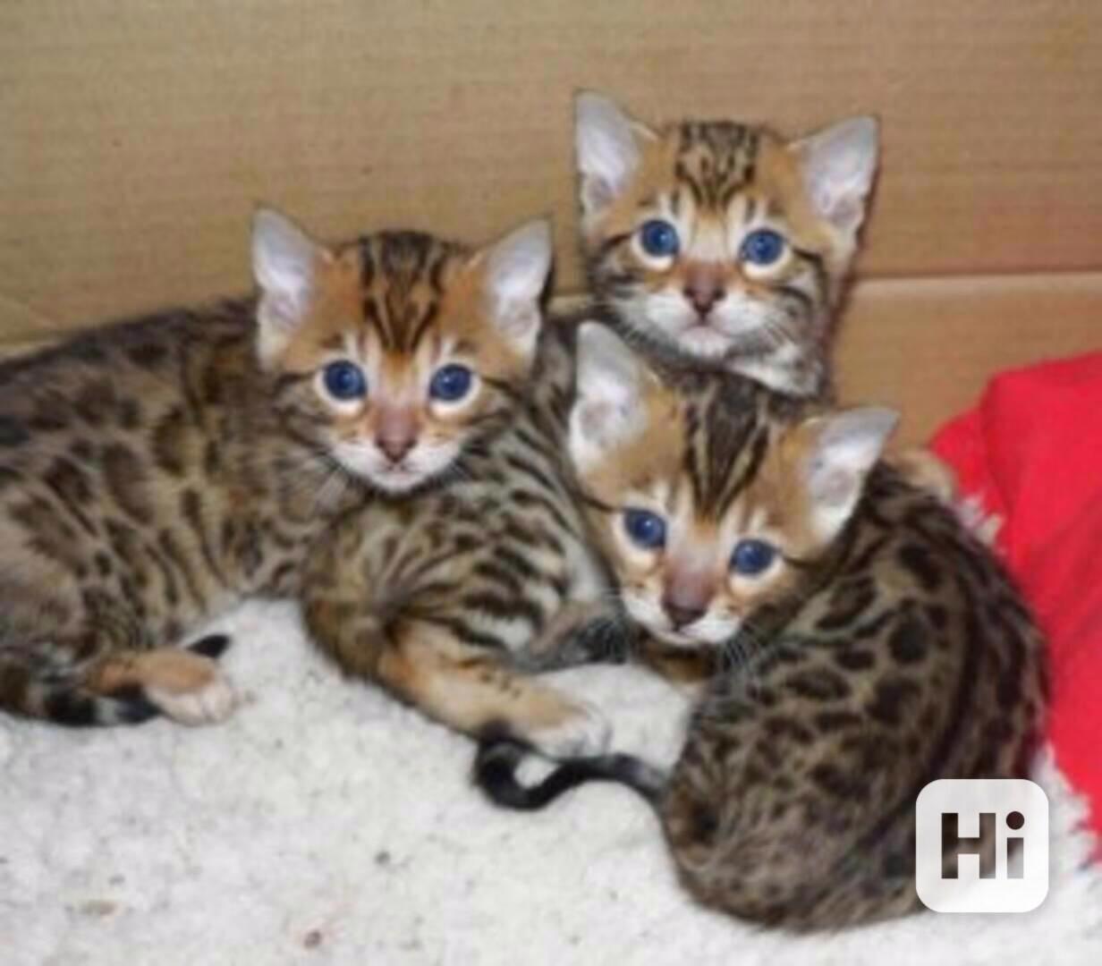 přátelská  bengálská koťata  k adopci - foto 1