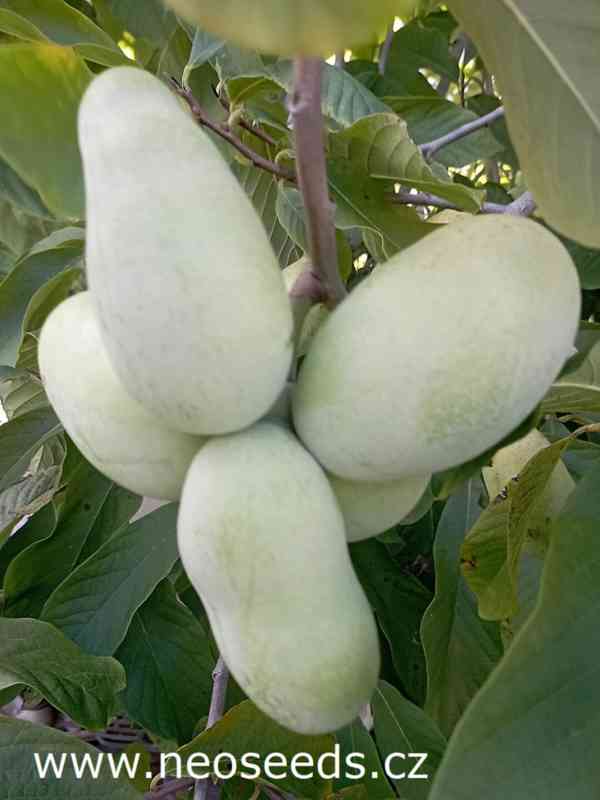 Asimina Triloba stratifikované semeno 